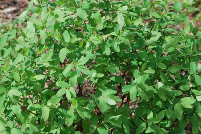 Lonicera careluea - zimolez modrý - jarní větévky